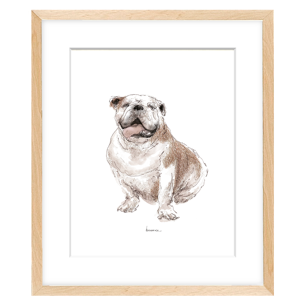 • Bulldog sentado •