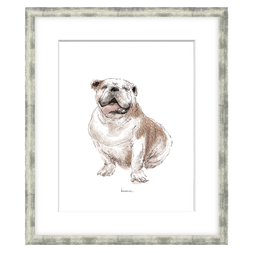 • Bulldog sentado •