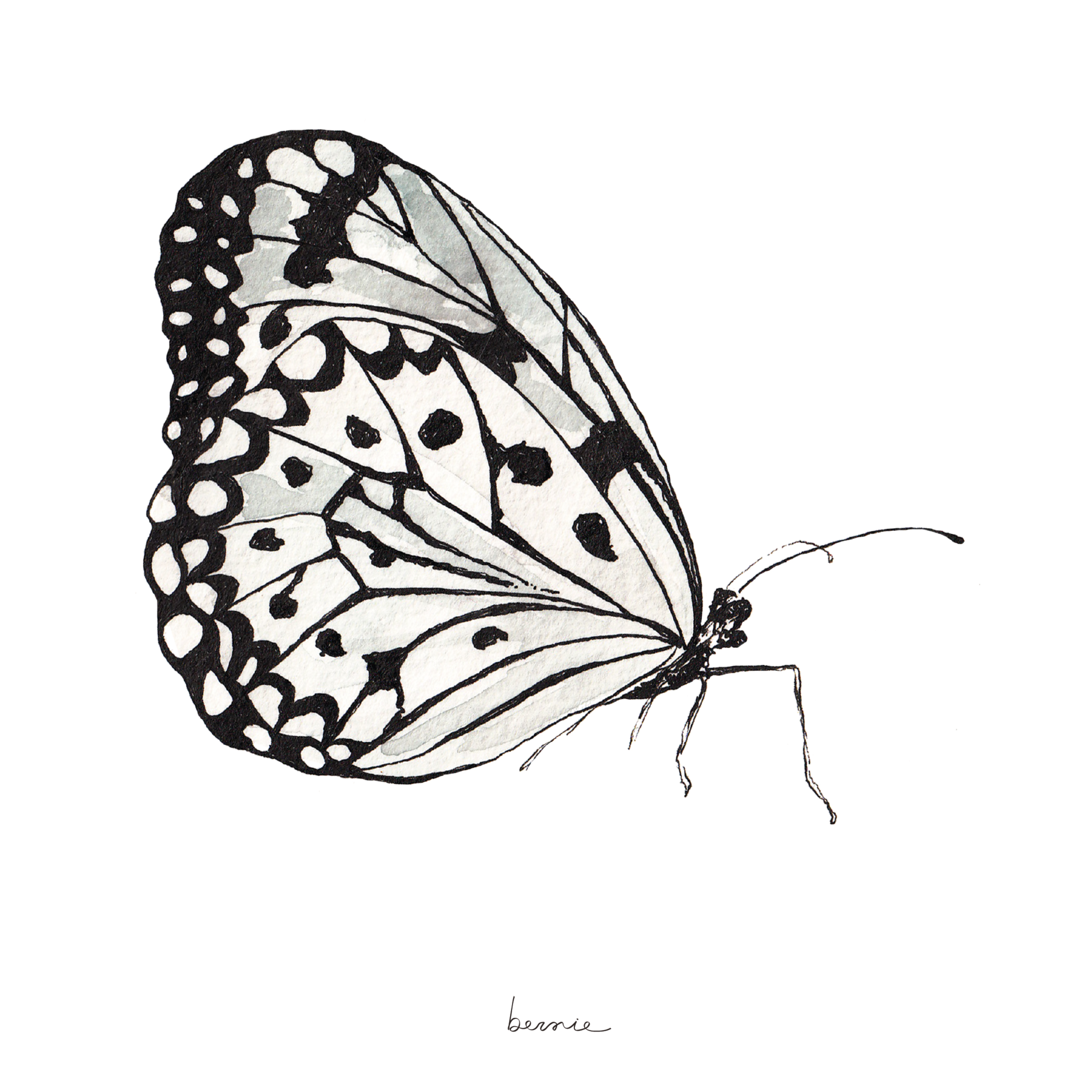• Mariposa blanca •