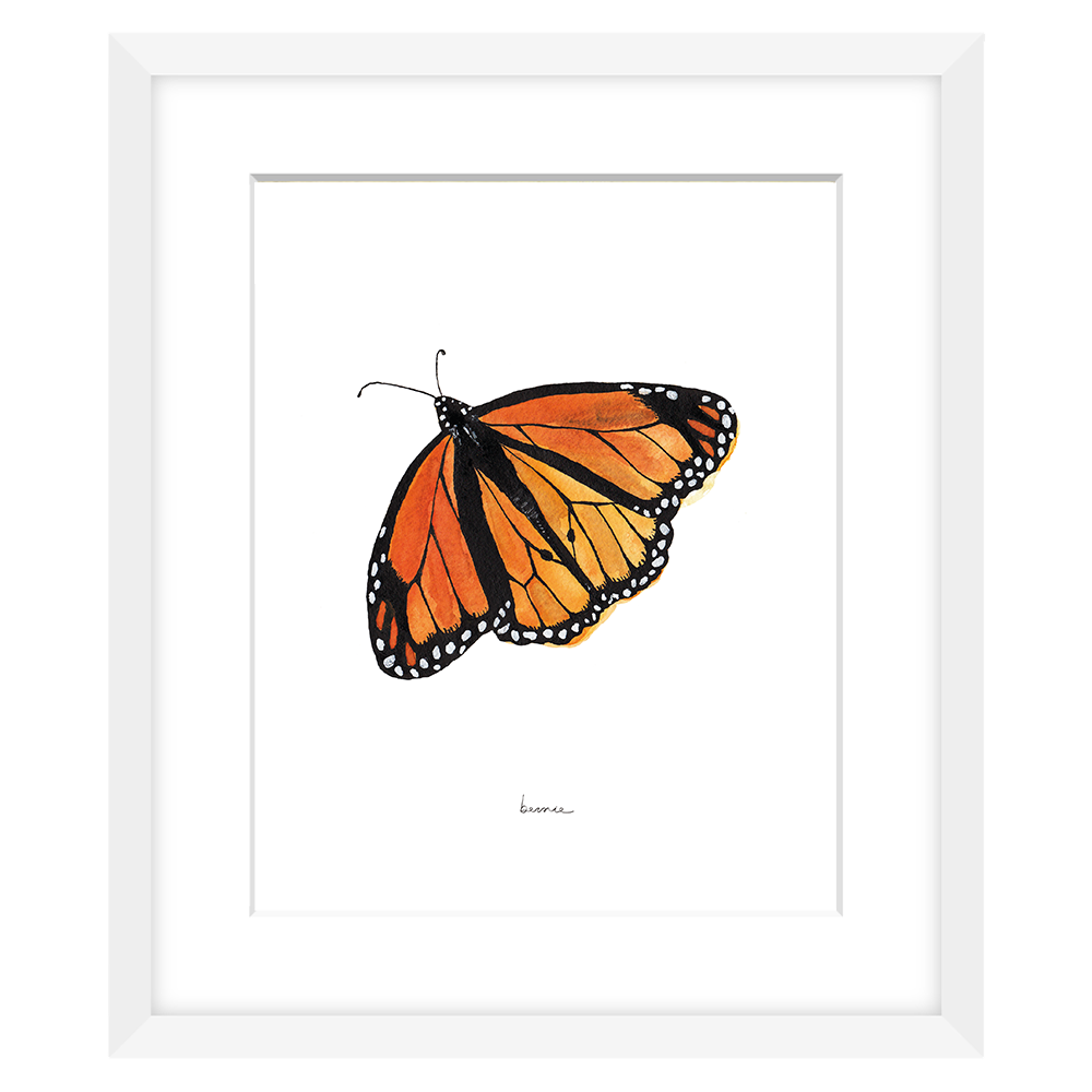 • Mariposa naranja •