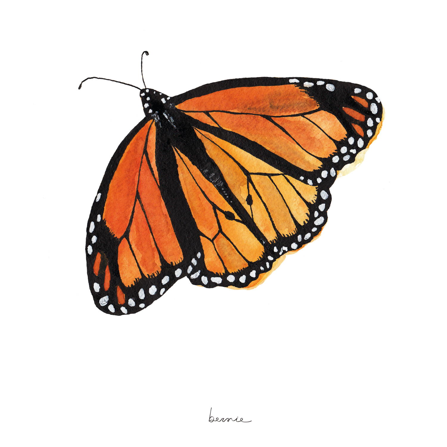 • Mariposa naranja •